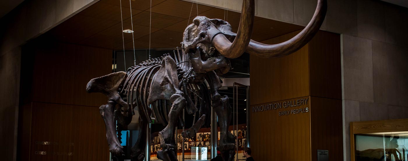 woolly mamoth display in museum